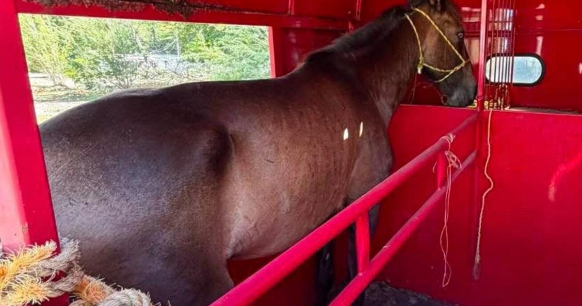 Vega Baja refuerza plan permanente para recoger caballos sueltos en vías públicas