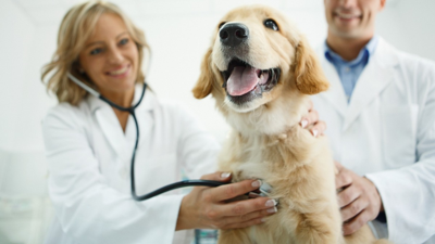 Hoy se celebra mundialmente el día del veterinario