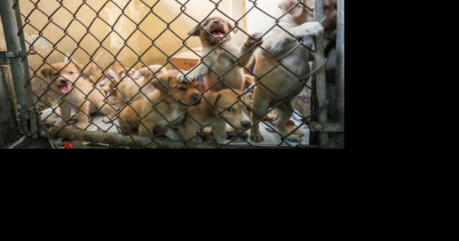 La iniciativa incluyó vacunas, desparasitación y entrega de suministros para animales rescatados