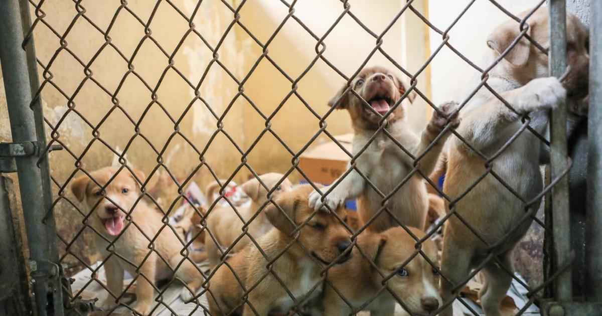 Vacunan más de 160 perros y gatos en santuario de Cabo Rojo durante jornada veterinaria