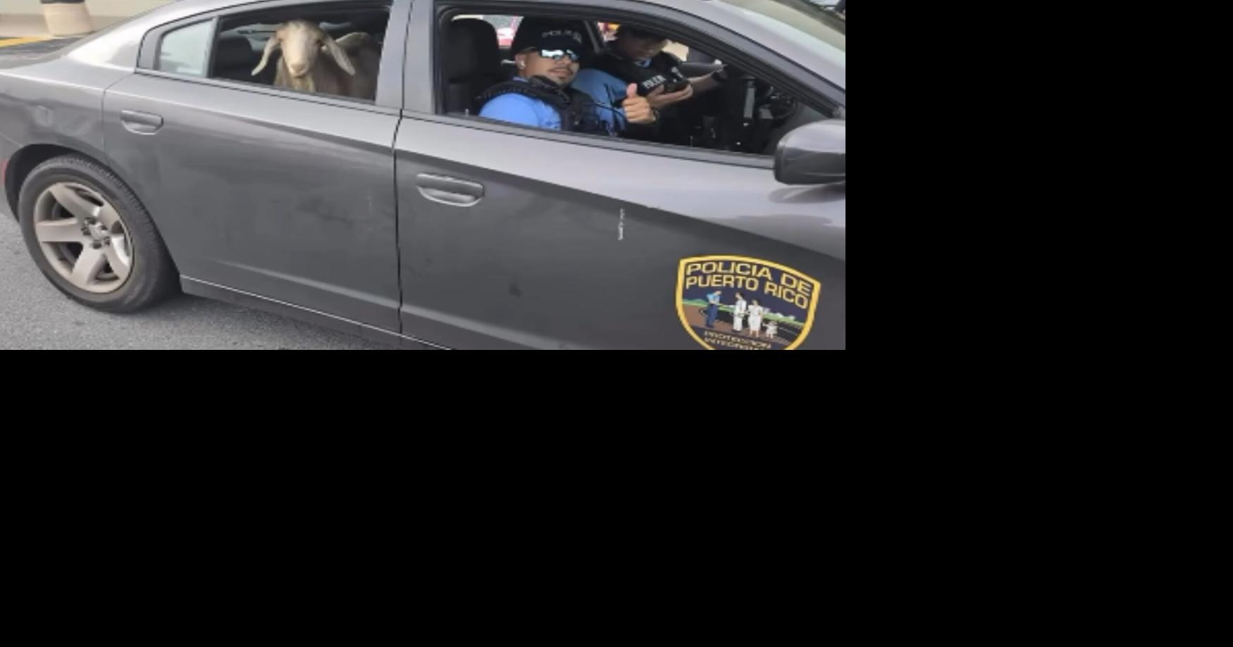 Palla, la cabra viral de Burlington en la 65 de Infantería, fue rescatada y reunida con su dueño