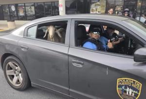 Imagen de la cobertura de: Se hace viral una cabra llamada Palla dentro de un Burlington en Puerto Rico