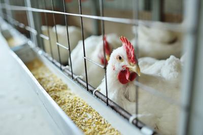 Atentos a la propagación de la gripe aviar