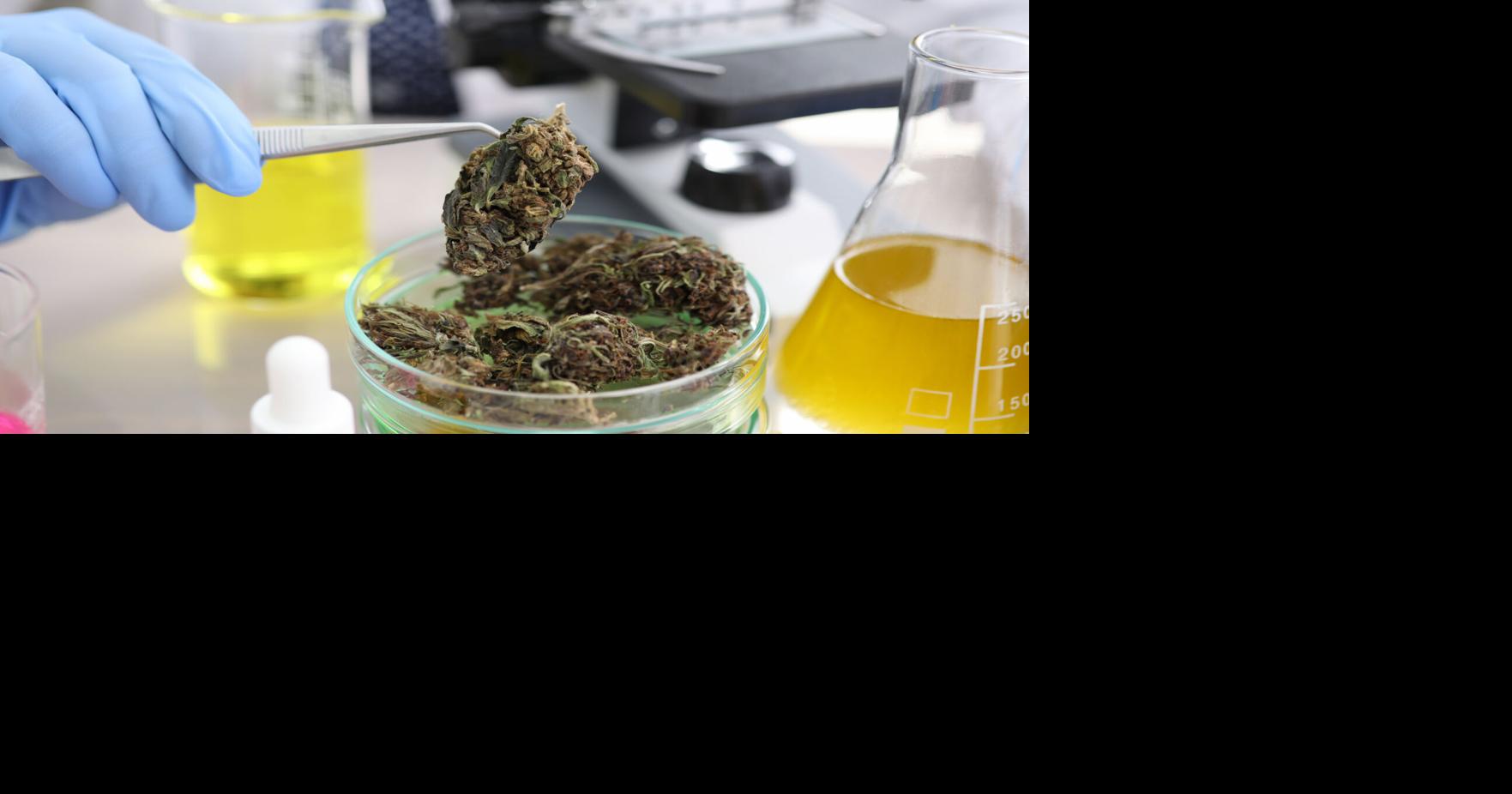Urgen llenar vacantes en la Junta Reglamentadora del Cannabis Medicinal