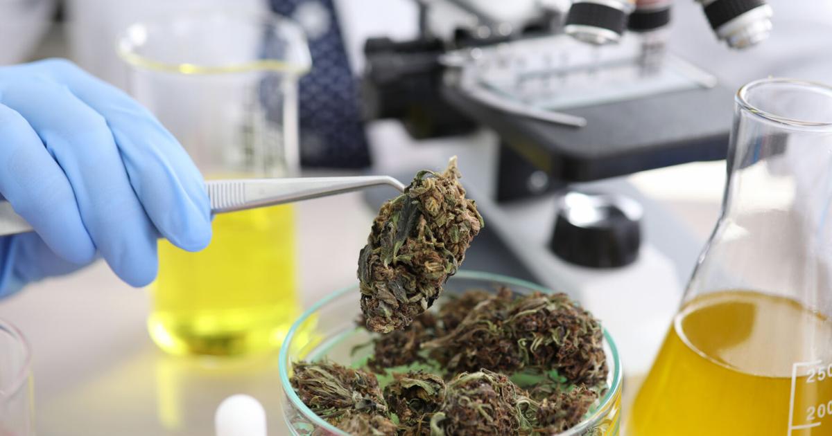 Urgen llenar vacantes en la Junta Reglamentadora del Cannabis Medicinal