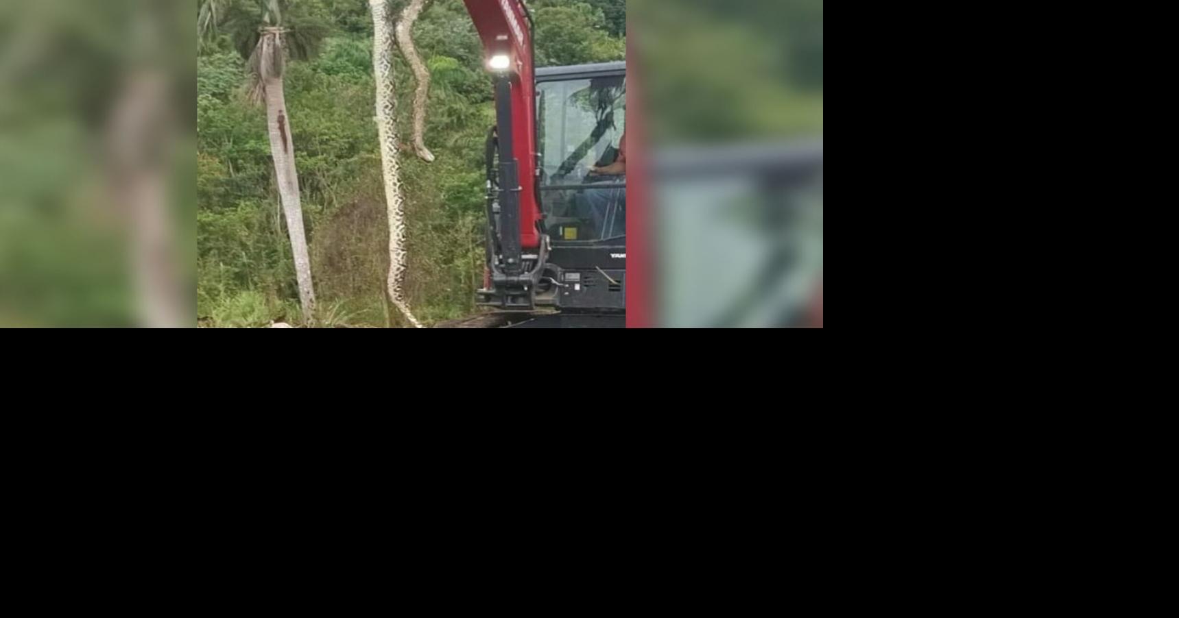 Capturan enorme pitón reticulada en Aguas Buenas; usuarios la llaman la más grande de PR