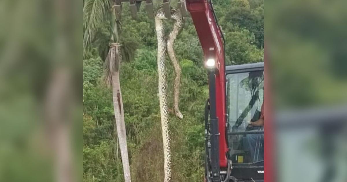 Capturan enorme pitón reticulada en Aguas Buenas; usuarios la llaman la más grande de PR