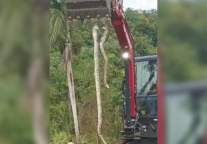 Imagen de la cobertura de: Capturan una pitón en Aguas Buenas, según publicó José "Gongo" Morales