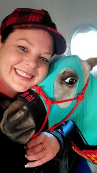 Fred-Mini Service Horse