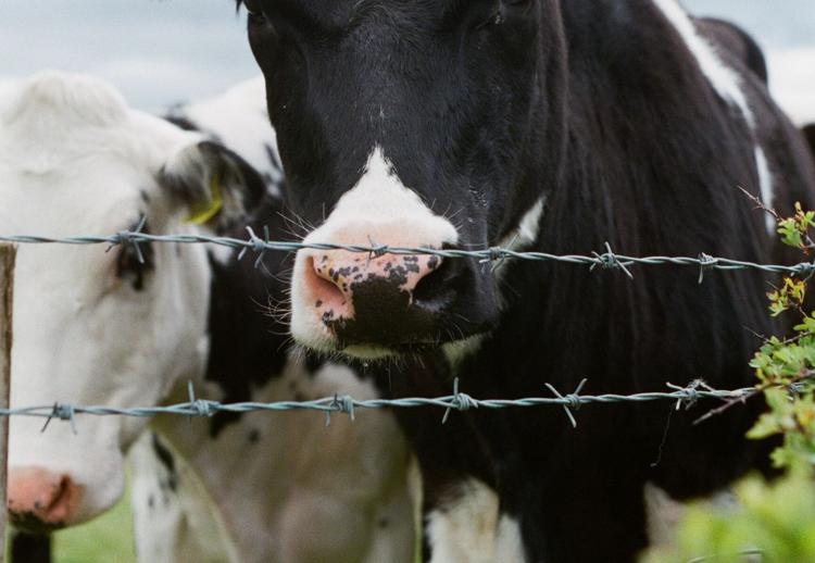 Tremendo susto: se escapan 40 vacas de un matadero y atacan a una familia 5f92c8e1b27eb.image
