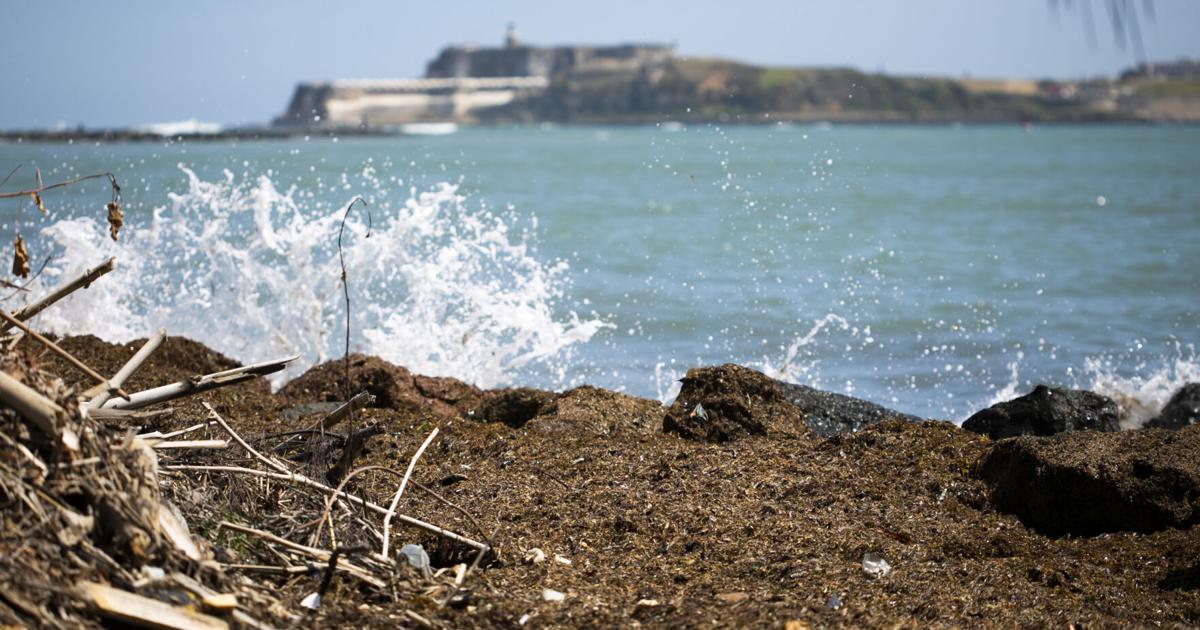 DRNA activa plan para atender acumulación histórica de sargazo en Lajas y Cabo Rojo