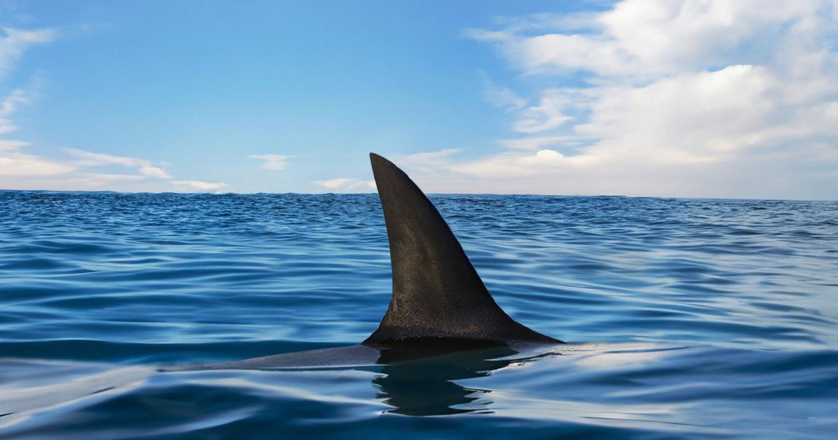 DRNA activa protocolo de vigilancia en playa Vacía Talega de Loíza por posible tiburón