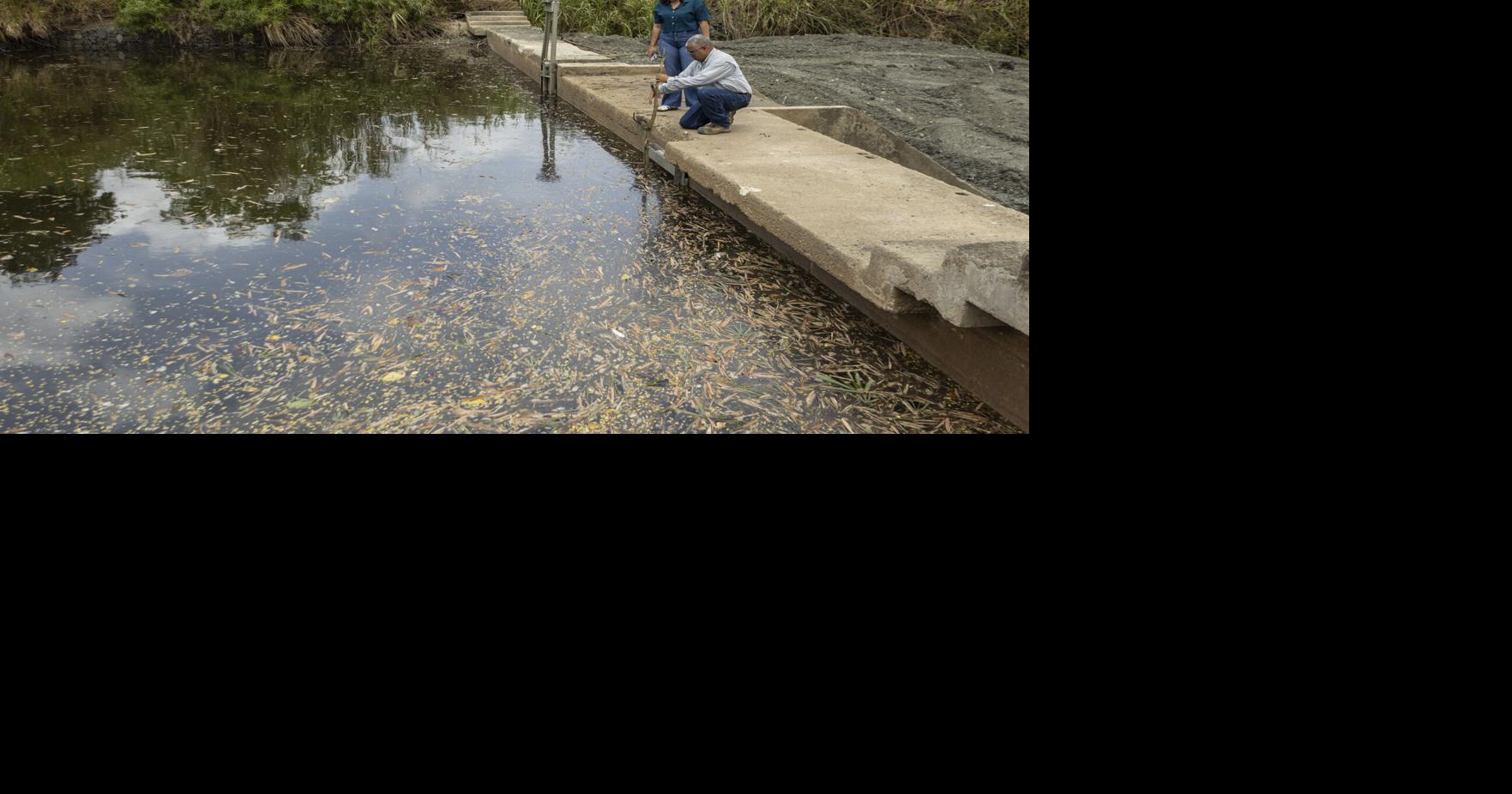 AAA no ha iniciado investigación por depósito de sedimento que afectó agua en Loíza