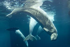 Imagen de la cobertura de: Mueren otras dos ballenas beluga en el acuario de Chicago