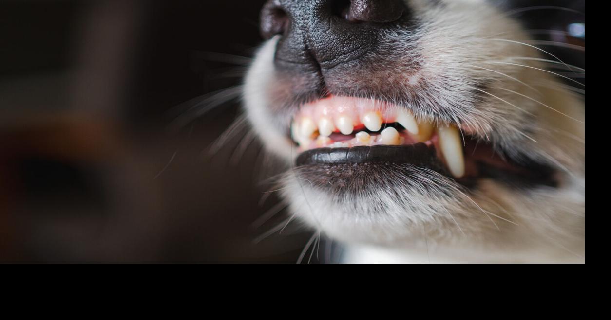 Perro muerde a octogenaria en Coamo