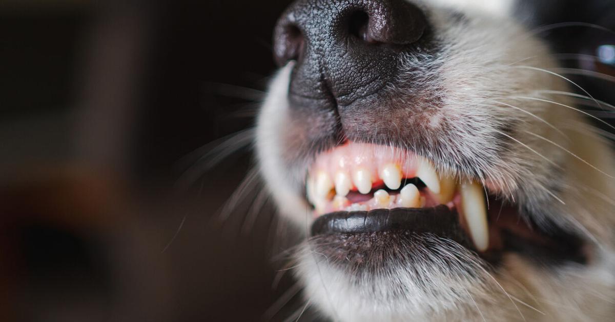 Perro muerde a octogenaria en Coamo