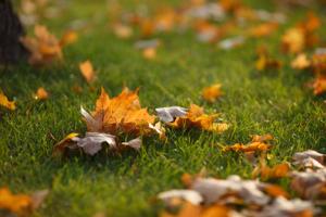 Imagen del artículo de El Vocero: VIDEO: ¿Cómo se recibe el otoño alrededor del mundo? Estas son algunas tradiciones y rituales