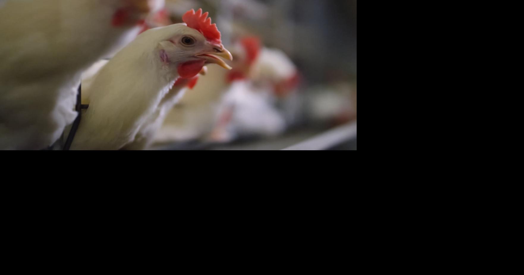 Agricultura confirma influenza aviar altamente patógena en Cabo Rojo y Lajas