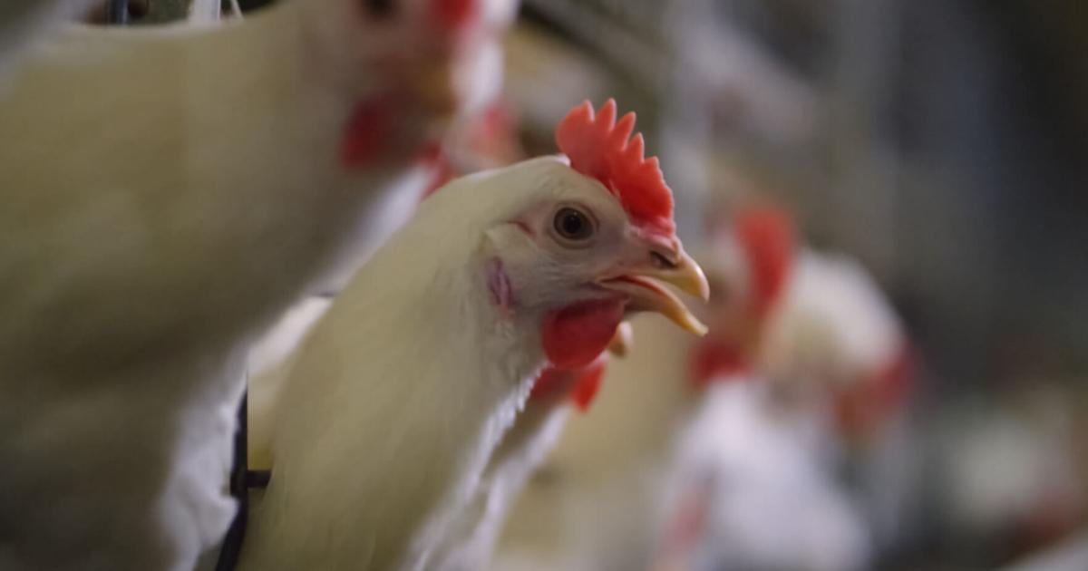 Agricultura confirma influenza aviar altamente patógena en Cabo Rojo y Lajas