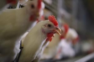Imagen del artículo de El Vocero: VIDEO: ¿Qué es la gripe aviar, cómo afecta a los humanos y qué papel tienen las aves silvestres?