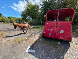 Imagen del artículo de El Vocero: Vega Baja presenta inicitiva para adoptar caballos