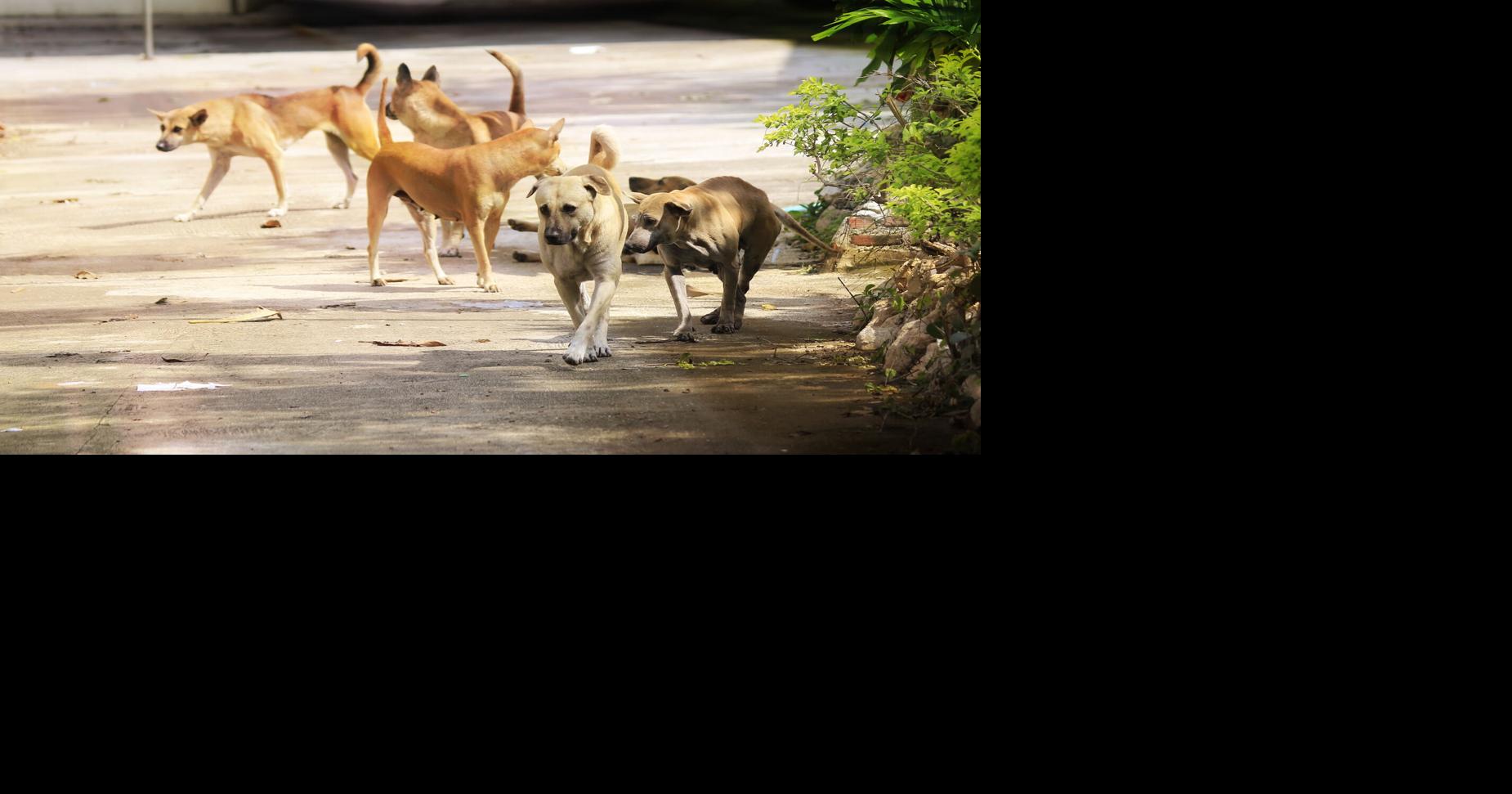 Programas de captura, esterilización, vacunación y devolución pueden reducir la población realenga.