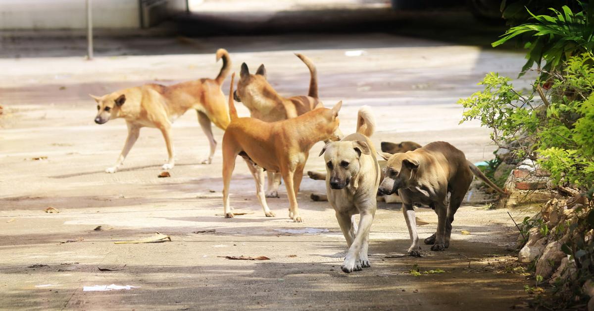 Animales realengos: la estrategia tiene que estar en la calle