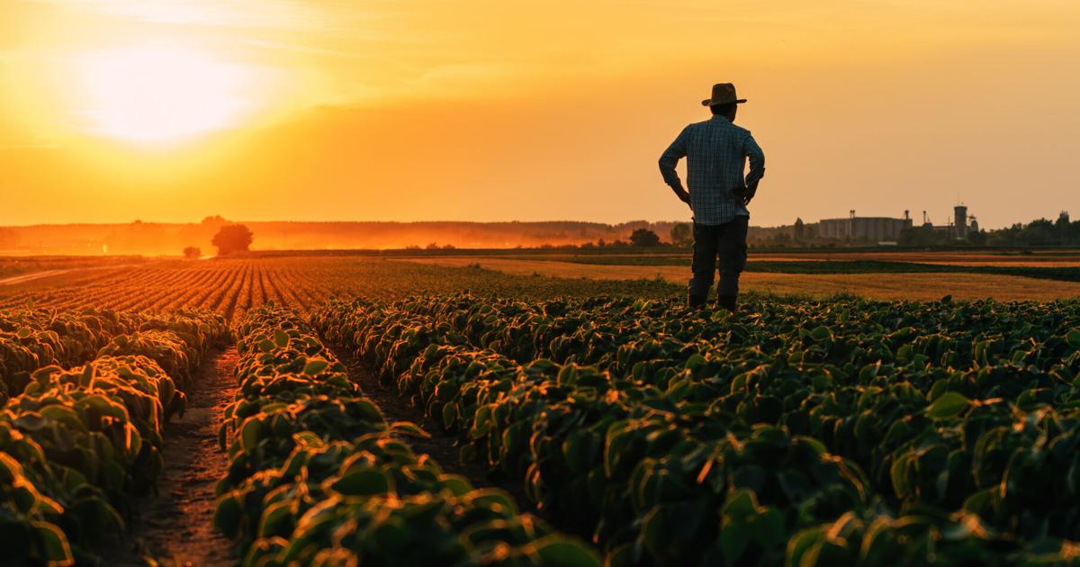Agricultura en Puerto Rico gana impulso como fuente de empleo y negocios