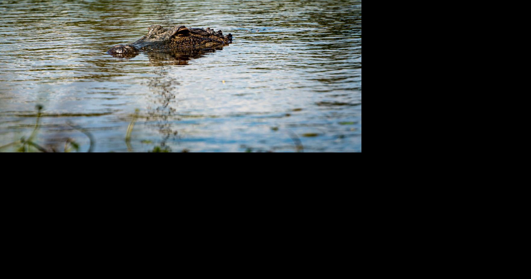 | Imágenes y denuncia en redes activan intervención en Tortuguero