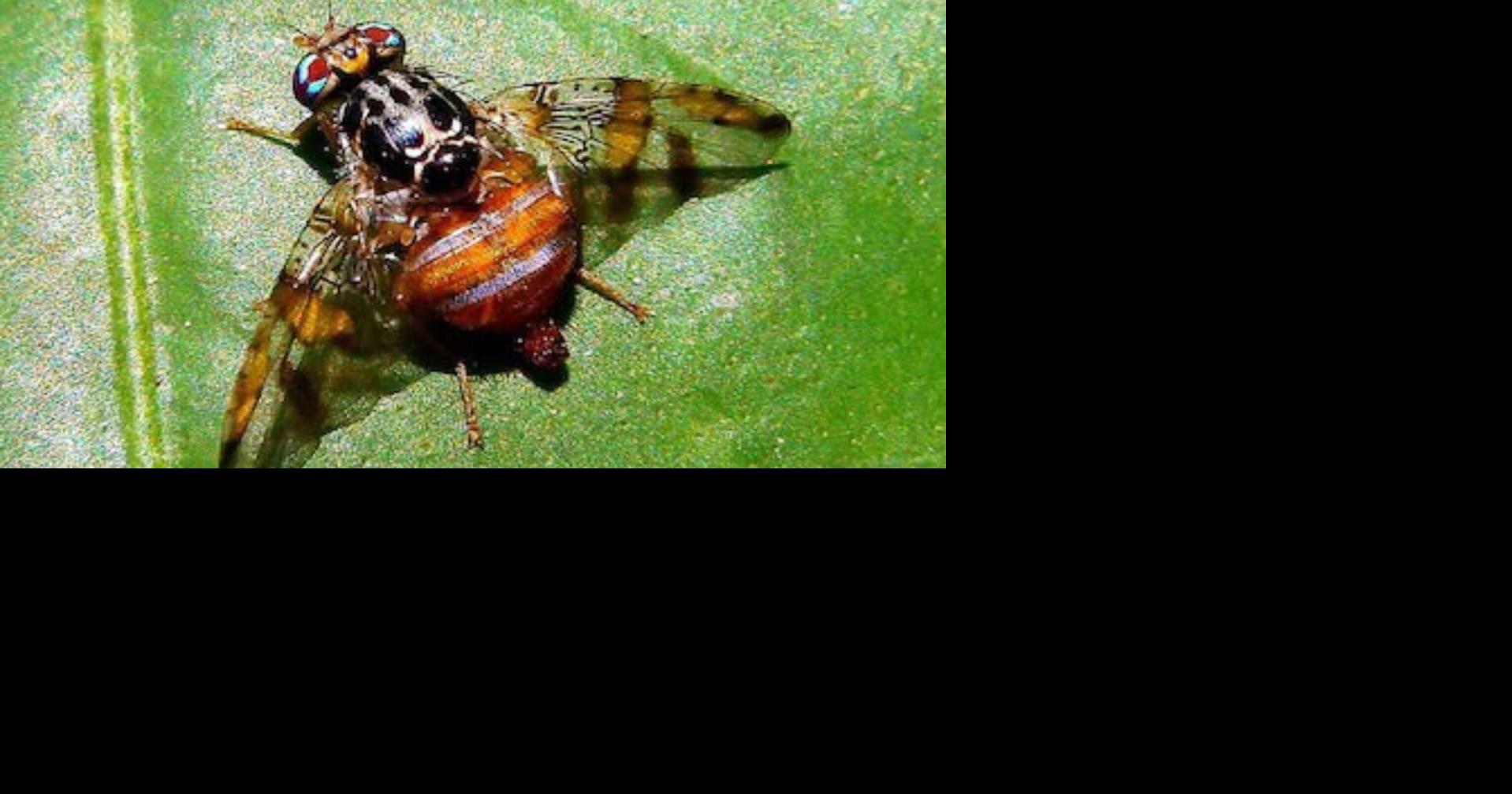 Agricultura fumigará contra mosca del Mediterráneo en la isleta de San Juan desde el 22 de octubre