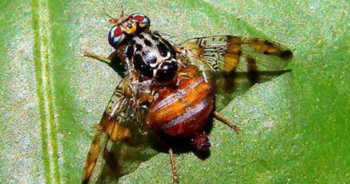 Agricultura fumigará contra mosca del Mediterráneo en la isleta de San Juan desde el 22 de octubre