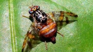 Imagen del artículo de El Vocero: Agricultura iniciará operativo de fumigación contra la mosca del Mediterráneo en San Juan