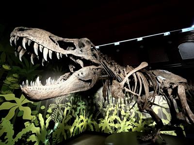 El cazador jorobado de Cuenca', un dinosaurio que vivió hace 130 millones de años