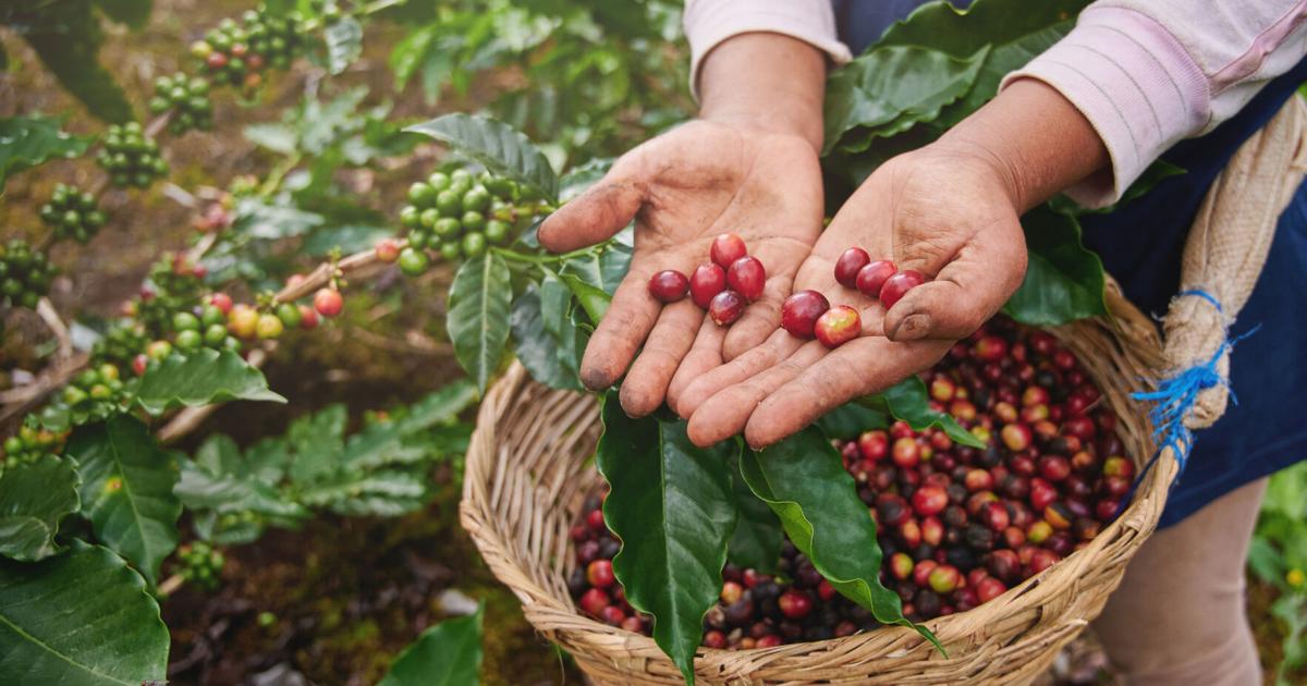 Trabajador agrícola extranjero en Puerto Rico: derechos que protegen tanto al obrero como al empleo local