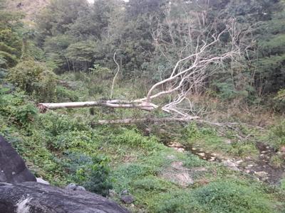 Árboles en el río Nigua representan riesgo ante la temporada de huracanes