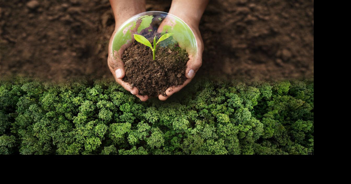 Elegir el árbol correcto: clave para hogares más verdes y seguros