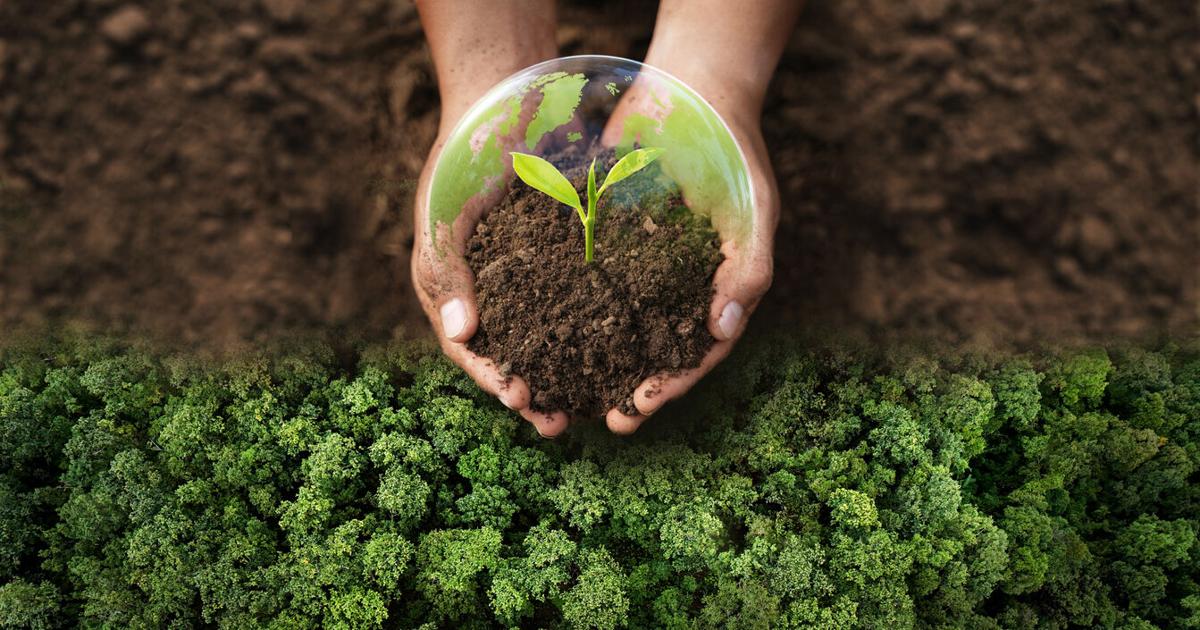 Elegir el árbol correcto: clave para hogares más verdes y seguros