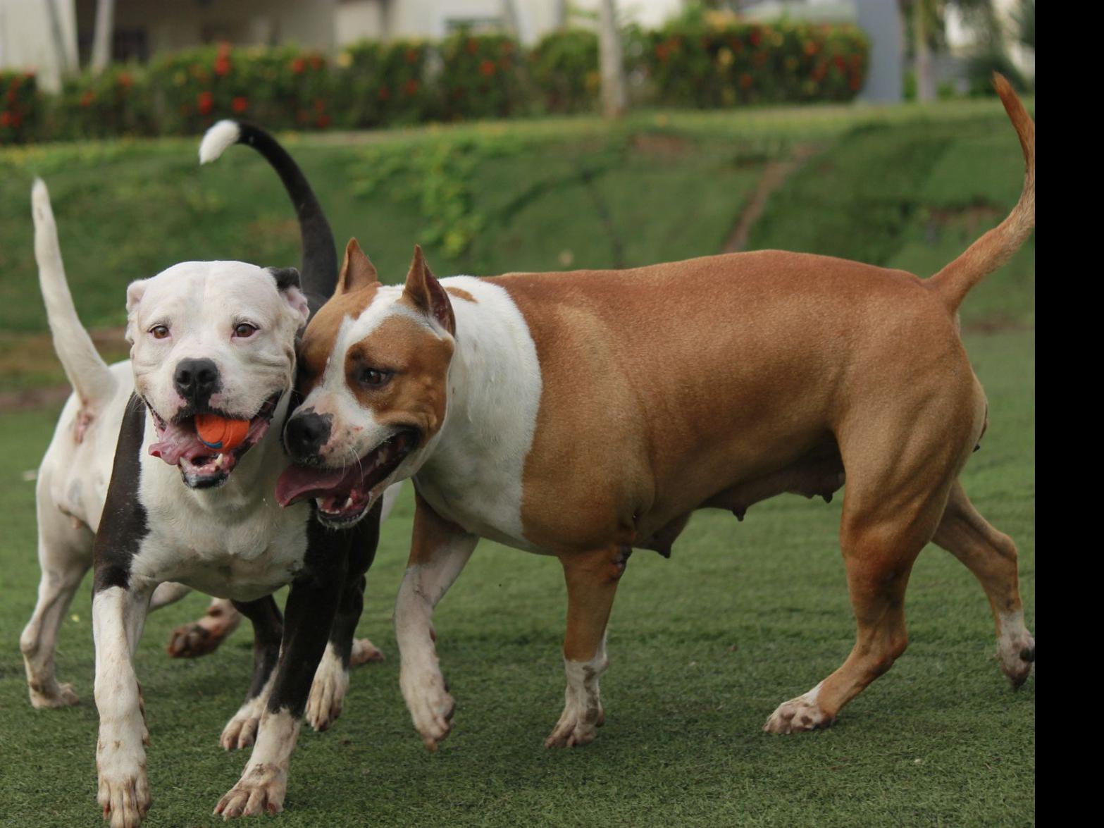 los pit bulls son ilegales en florida
