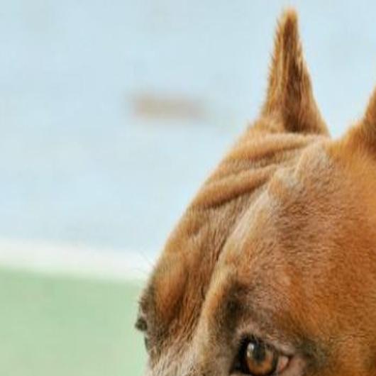 es legal el pit bull terrier americano en las islas pitcairn