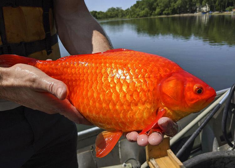 Aparecen peces dorados gigantes en lagos de Minnesota 60edd08acf092.image