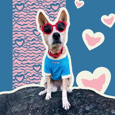 Toy Doggie lanza colección en homenaje al amor