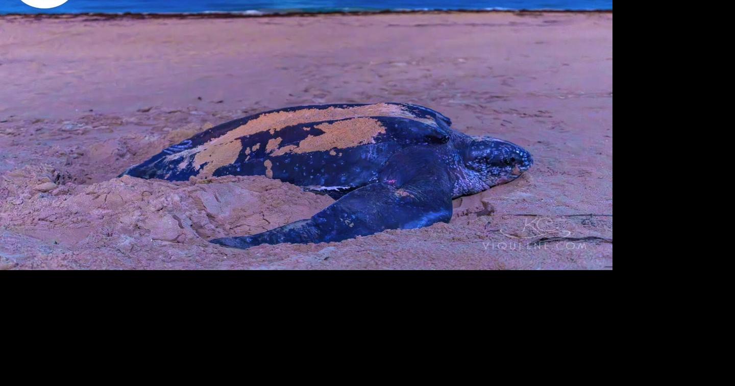 Tortuga tinglar "Esther" regresa a anidar por sexta vez en costas de Puerto Rico