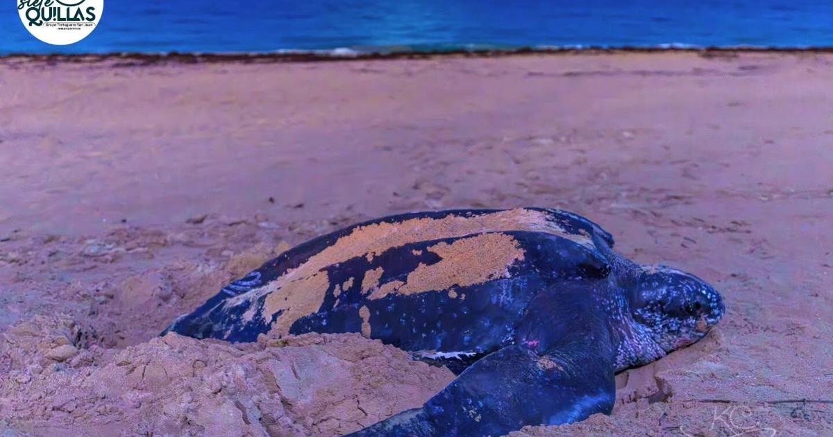Tortuga tinglar "Esther" regresa a anidar por sexta vez en costas de Puerto Rico
