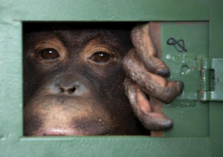 Tailandia frenará comercio de animales para evitar pandemias 60b058647964c.image