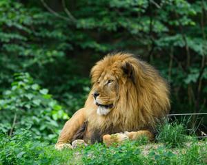 Imagen de la cobertura de: Día Mundial del León: 10 datos sobre el “rey de la selva”