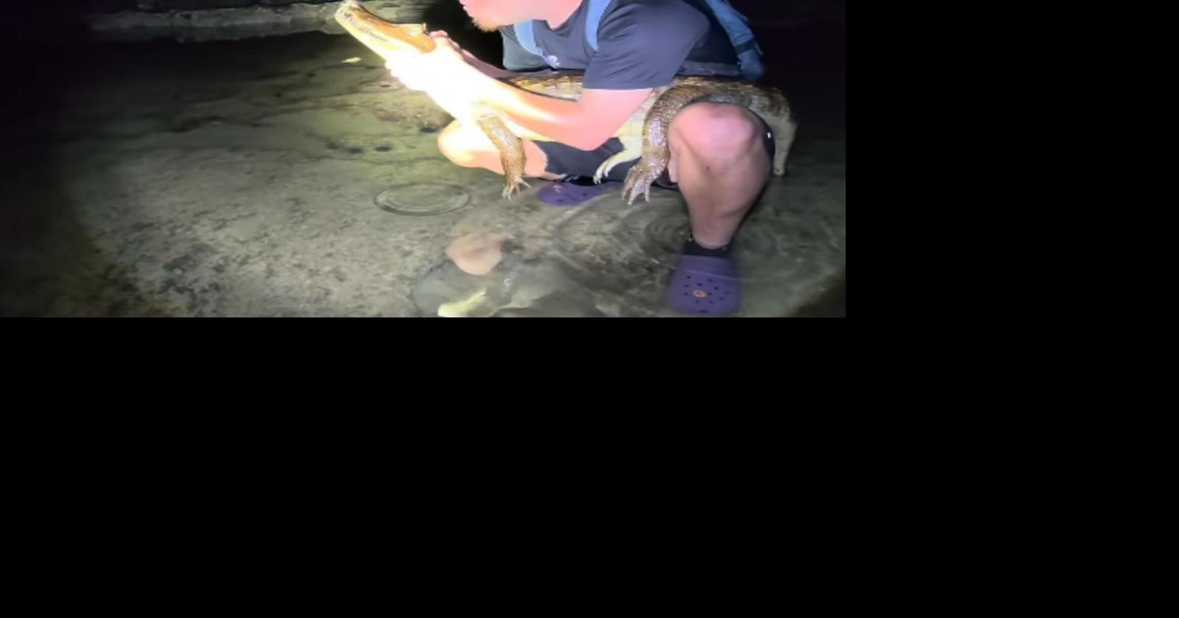 VIDEO: “Gongo” captura caimán en playa de Vega Baja