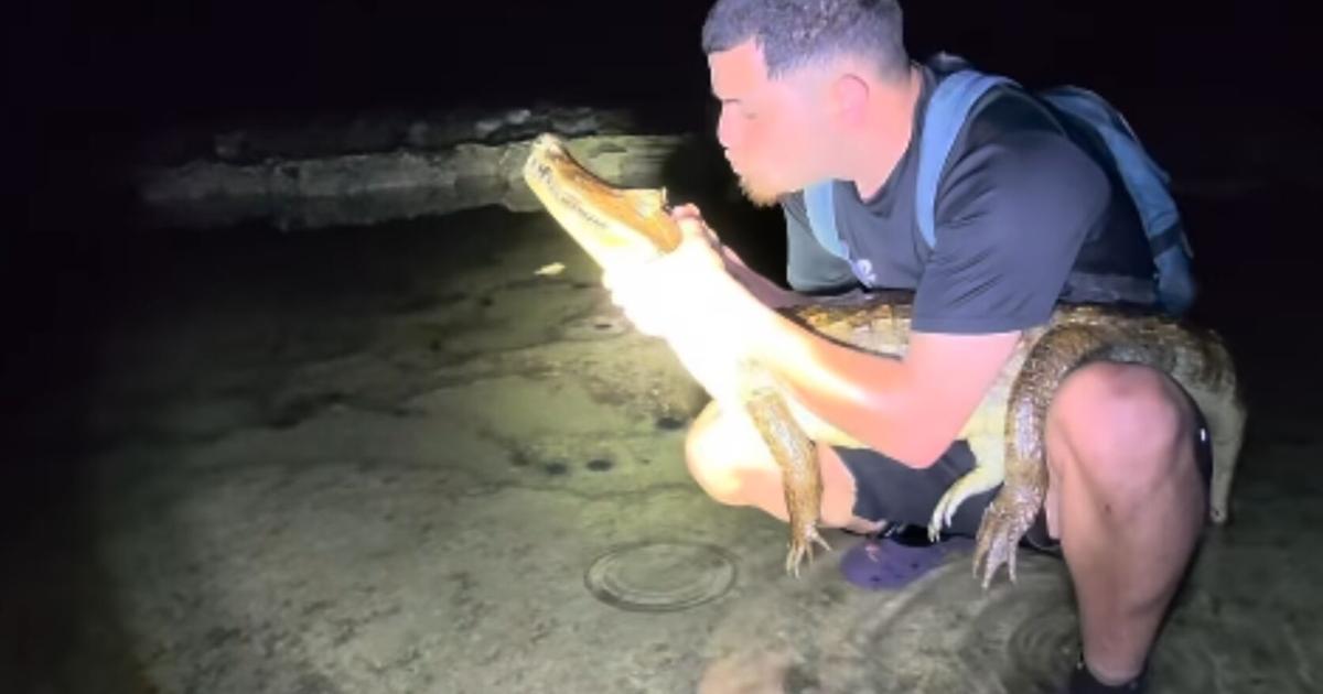 VIDEO: “Gongo” captura caimán en playa de Vega Baja