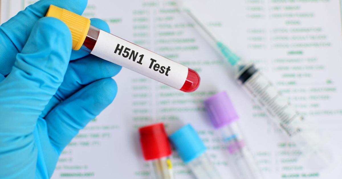 Salud de Puerto Rico monitorea casos de gripe aviar H5N1 en EE.UU. sin riesgo local identificado