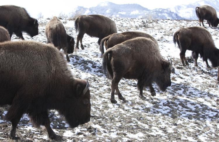 Acuerdan sacrificar entre 600 y 900 bisontes del Parque Nacional de Yellowstone 61ab6b88df90e.image