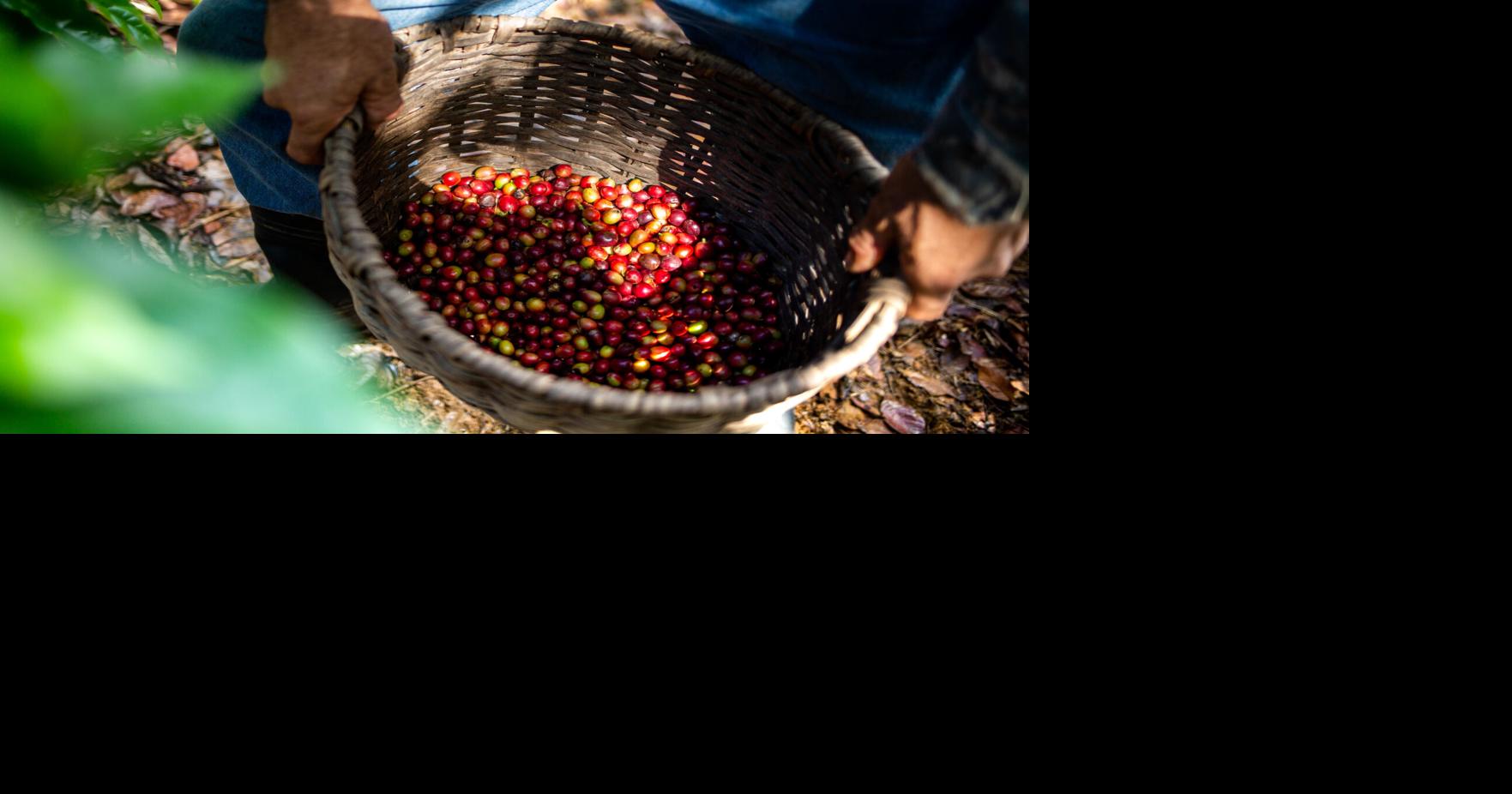 USDA propone autorizar importación de café verde a Puerto Rico